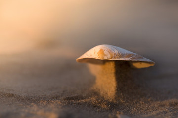 Macro shot of small seashell laying on beach side during sand storm. Wind created beautiful miniature dunes which are holding shells on top. Calm, relaxing, meditation nature background  
