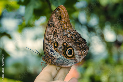 Get The Most Beautiful Butterfly In The World Buy This Stock Photo For iPhone Free Wallpaper The Most Beautiful Butterfly In The World Buy This Stock Photo HD