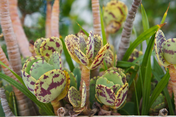 Wall Mural - Kalanchoe marmorata or penwiper plant 