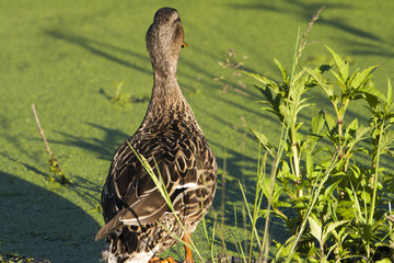 ducks family nature