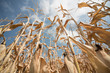 Vertrockneter Mais in Süddeutschland