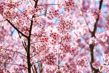 Wild Himalayan Cherry Blossoms in spring season (Prunus cerasoides), Sakura in Thailand, selective focus, Phu Lom Lo, Loei, Thailand.