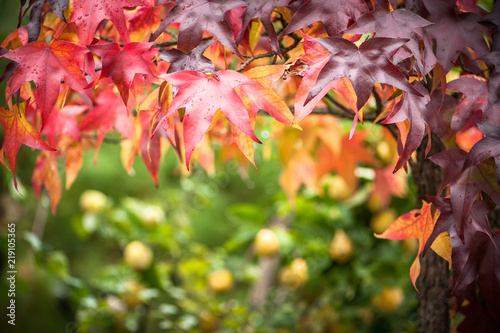 Fotomural Buntes Herbstlaub eines Amberbaums vor unscharfem Hintergrund