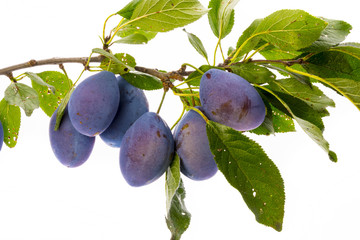 the branch with ripe plums and leaves isolated on white