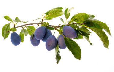the branch with ripe plums and leaves isolated on white