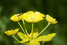 The Ant Is On A Yellow Flower.