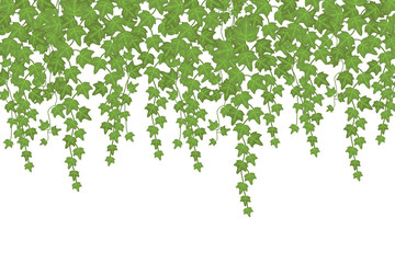 Wall Mural - Green ivy wall climbing plant hanging from above. Garden decoration vector background