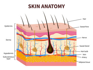 human skin. layered epidermis with hair follicle, sweat and sebaceous glands. healthy skin anatomy m
