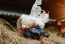 Mating Of White Rooster And Black Hen