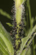 very small black insects on the plant