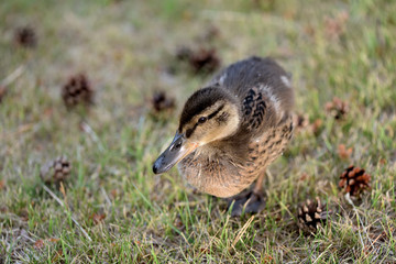 Duck in the water