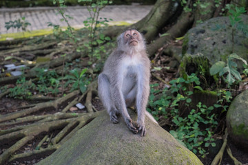 Wall Mural - Ubud Sacred Monkey Forest