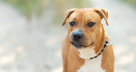 Canvas Print - Strong and beautiful American staffordshire terrier portrait