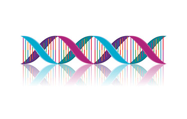 Wall Mural - horizontal dna chain science colorful icon vector illustration design