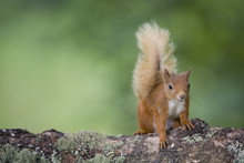 Portrait Of Eurasian Red Squirrel On Tree Trunk