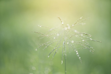 Wall Mural - grass flower with green background