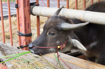 Water buffalo eating hay in the stable.