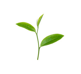 Wall Mural - green tea leaf isolated on white background