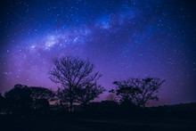 Galaxy Landscape With Pink And Blue Light. Long Exposure Night Photo With Trees Un The Dark