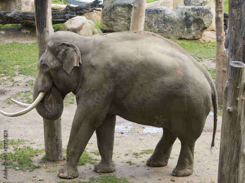 Zdjęcie XXL słoń indyjski na trawie