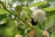 Closeup Of Bumble Bee On White Buttonbush Bloom