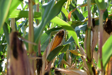 ripe corn cob close-up view, corn cobs in the field in early autumn