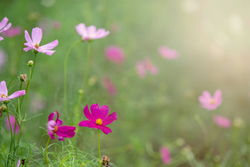 Aufkleber - pink cosmos flower