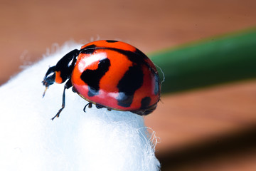 Aufkleber - red  lady bug