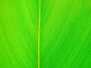 Wall Mural - Abstract green leaf texture background