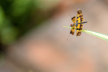Aufkleber - yellow dragonfly