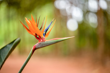 Aufkleber - bird of paradise flower