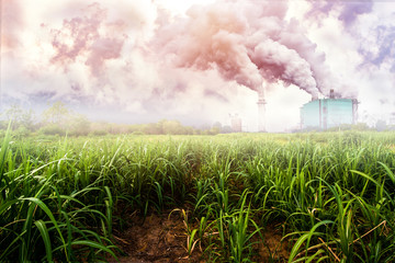 Poster - landscape sugar farm field with sugar factory