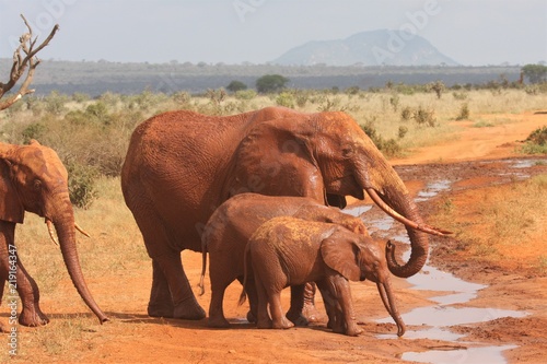 Plakat Słonie w czerwonym pić z błota