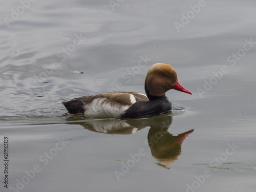 Netta Rufina La Nette Rousse Male Un Canard Plongeur Et Migrateur A La Tete Herissee De Couleur Roux Vif Buy This Stock Photo And Explore Similar Images At Adobe Stock