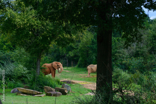 Zdjęcie XXL Duży słoń na zielonym lasowym tle