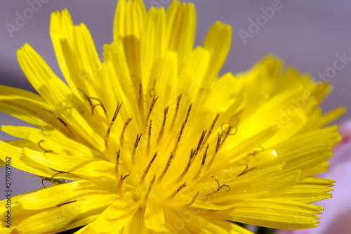  Obraz duże kwiaty   duzy-zolty-kwiat