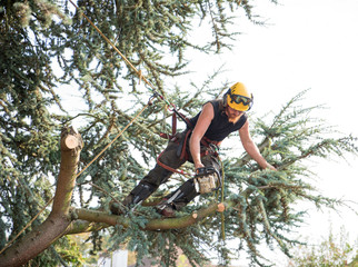 Wall Mural - Male Tree Surgeon using a chainsaw leaning to cut a branch