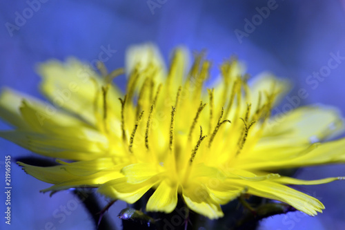  Obraz duże kwiaty   ladny-zolty-kwiatek-w-duzym-powiekszeniu