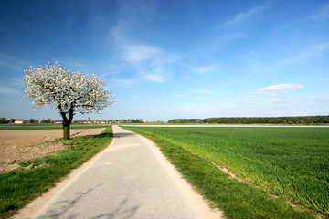 Poster - Frühling