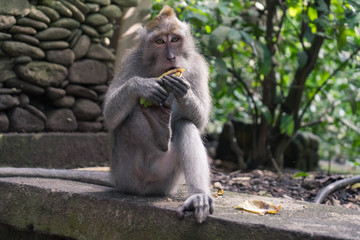 Ubud Sacred Monkey Forest