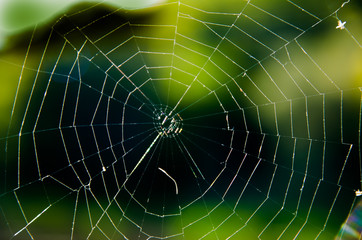 spider web