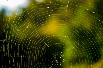 Spider web