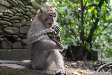 Wall Mural - Ubud Sacred Monkey Forest