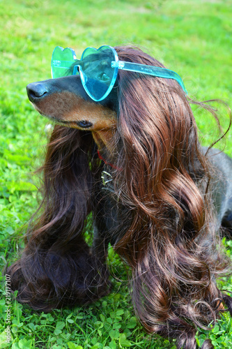 Hair Dog Animal Pet Woman Brown Beauty Texture Blond Cute