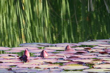 Geschlossene Pinke Seerosenknospen In Ruhigem Teich