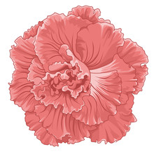 Pink Begonia  Tuberhybrida Blossoms. Stock Illustration. Isolated Image On White Background. 
