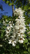 Makro - biały kwiat miododajnej robini akacji.