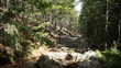 Kamienisty pieszy szlak turystyczny przez las świerkowy na Szrenicę  
