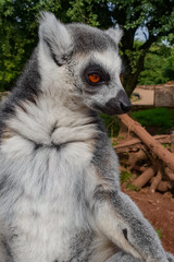 Wall Mural - Ring tail lemur