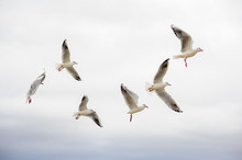 A Group Of Seagulls Flies In The Sky.